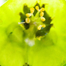 怎么打别人的服务器